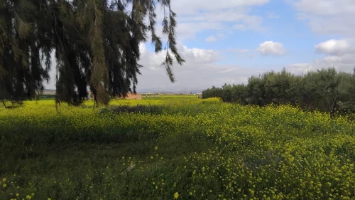Vente Terrain Agricole Sidi bel abbes Sfissef
