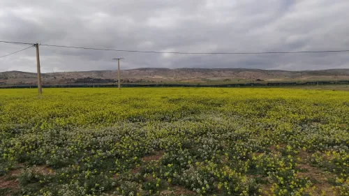 Vente Terrain Agricole Sidi bel abbes Sfissef