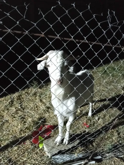 Vente d'un bouc