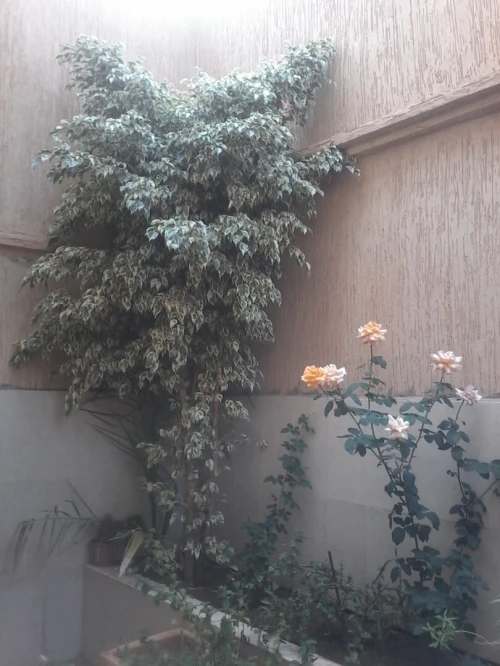 Vente Villa Oran Ain el turck