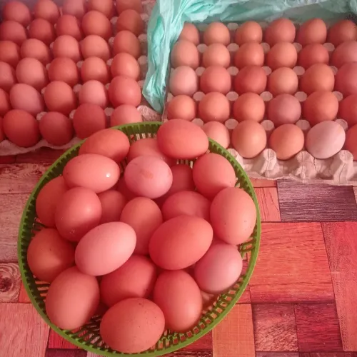 Poules pondeuses