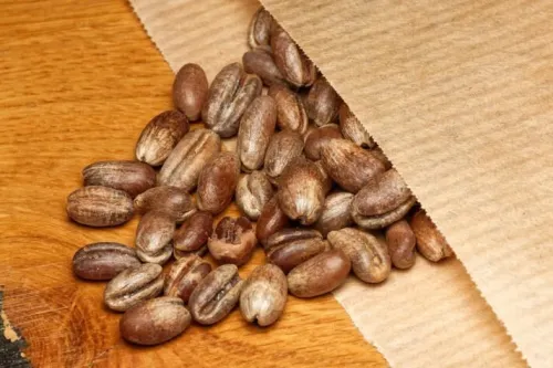 100 Graines de palmier phoenix reclinata