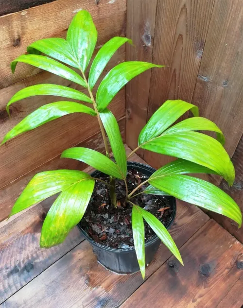 100 graines de palmier dypsis **بذور النخيل الرائعة ** Graines superfresh**