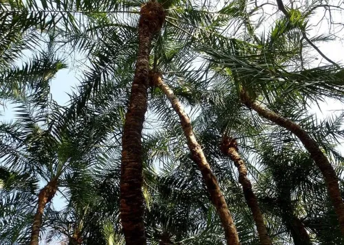 100 Graines de palmier phoenix reclinata