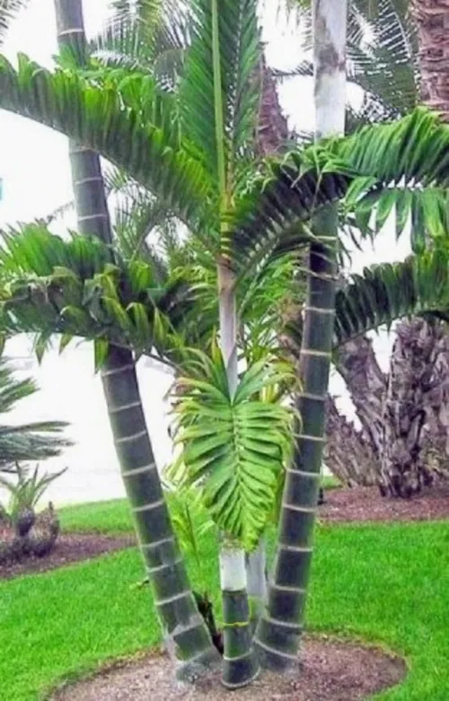 100 graines de palmier dypsis **بذور النخيل الرائعة ** Graines superfresh**