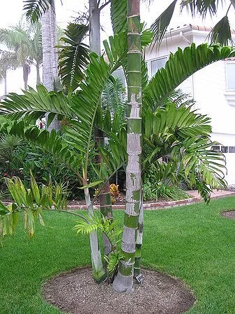 100 graines de palmier dypsis **بذور النخيل الرائعة ** Graines superfresh**