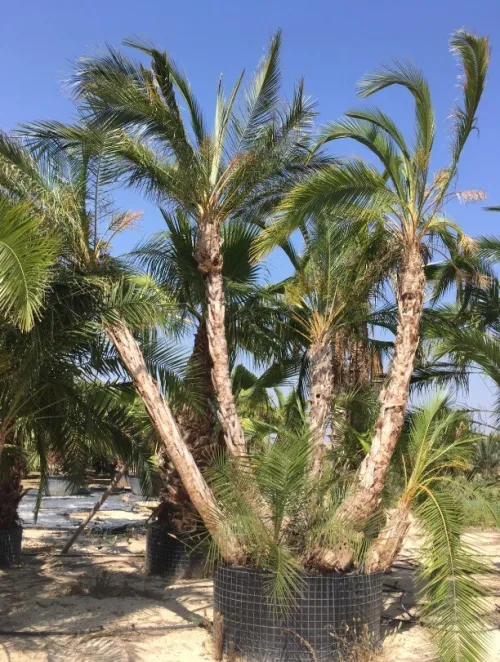100 Graines de palmier phoenix reclinata