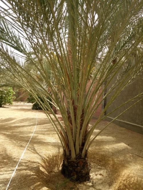 Vente Hangar - Usine Biskra Biskra