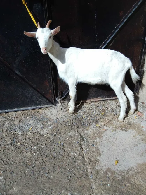 Chevrette saanen جدية سانين