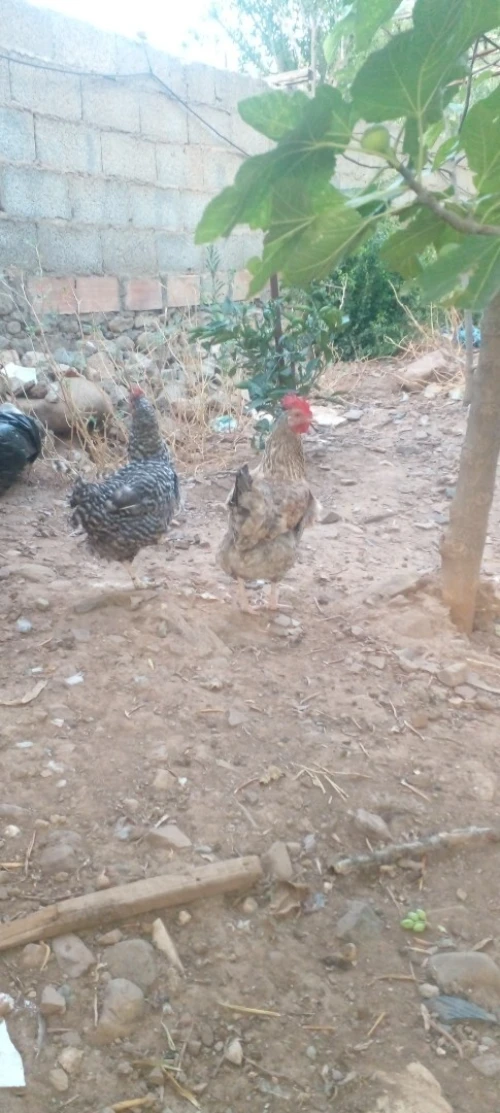 Poule