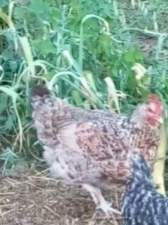 Deux coq et une poule
