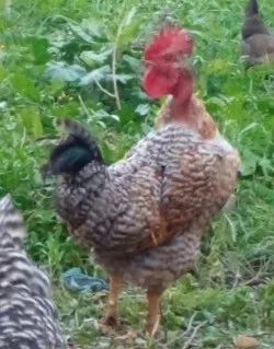 Deux coq et une poule