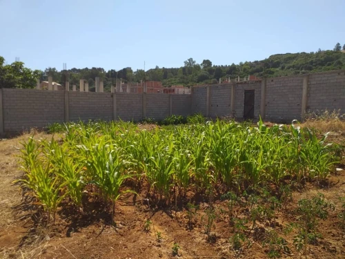 Vente Terrain Blida Meftah