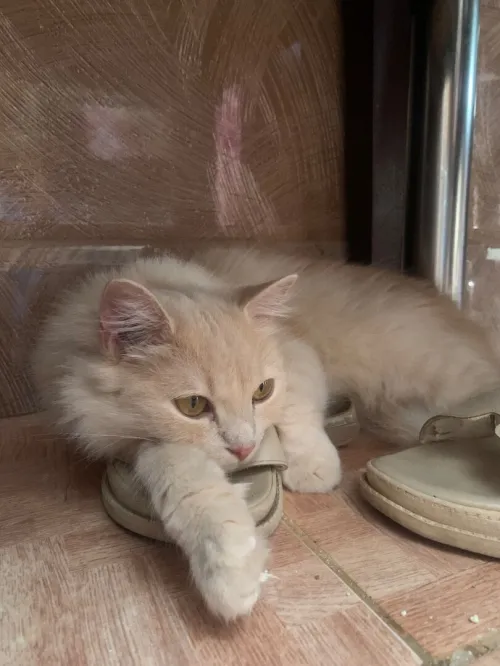 chatte persan,un ans et 3mois