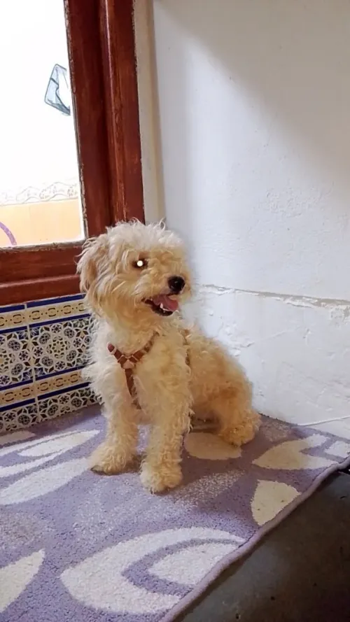Chienne caniche Pure Race 