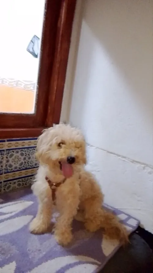 Chienne caniche Pure Race 