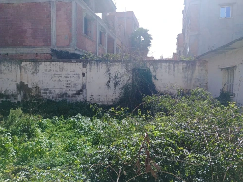 Vente Terrain Alger Les eucalyptus