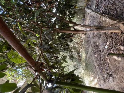 Vente Terrain Alger Draria