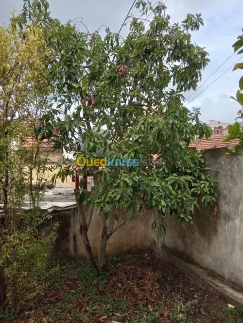 Vente Villa Alger Bouzareah