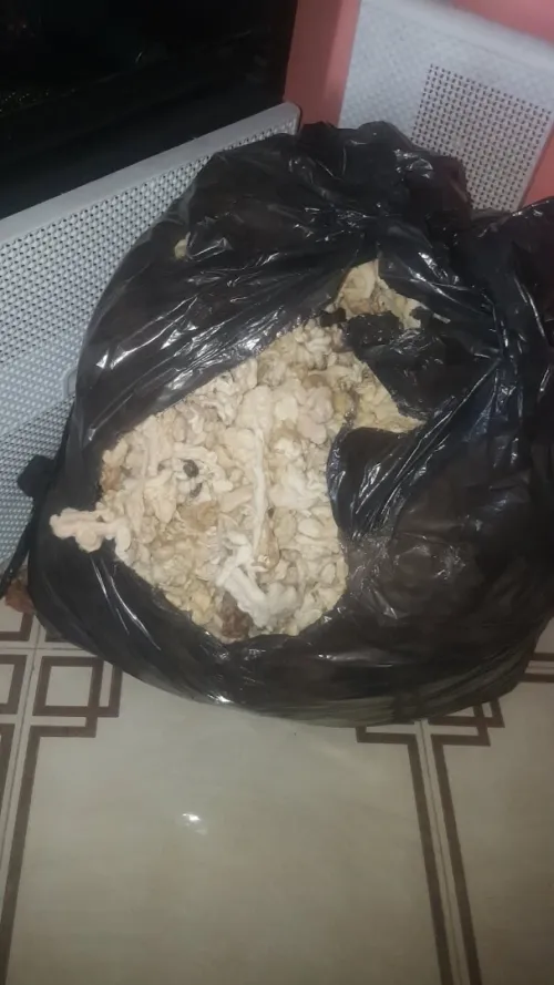 Sac en laine / صوف كبش