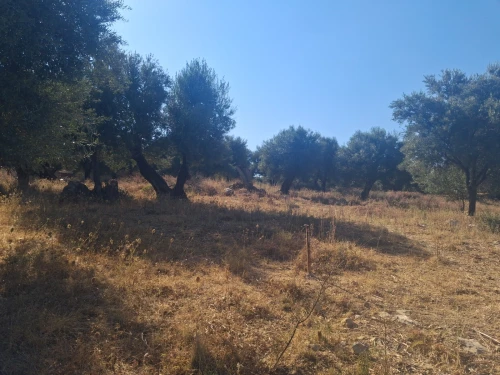 Vente Terrain Tizi Ouzou Agouni gueghrane