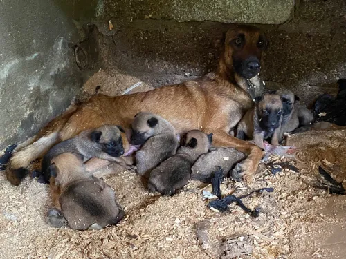 Malinois charbonnier bleu mexicain 