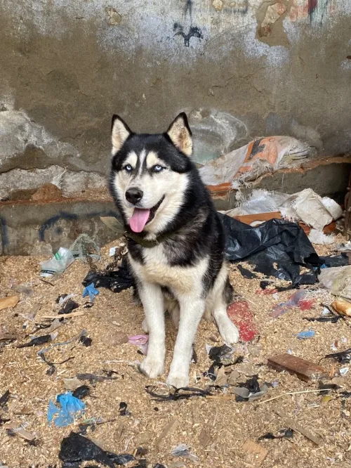 Husky 