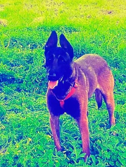Malinois charbonnier bleu mexicain 