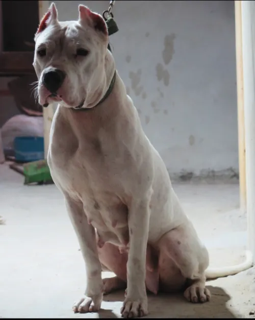 Femelle dog argentin