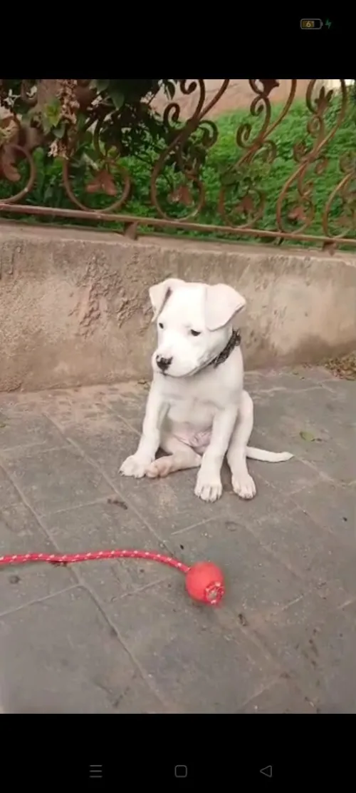 Chiot dog argentin mal