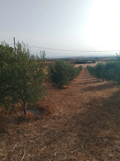 Vente Terrain Agricole Mascara Hachem 2
