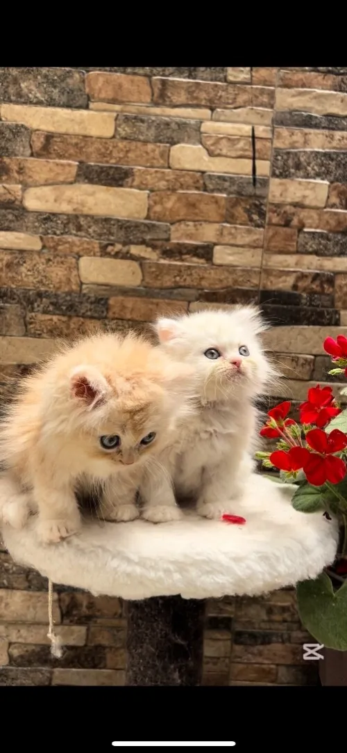 Chats persan picky face 