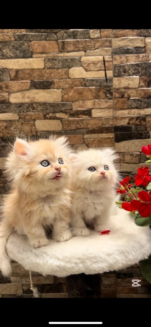 Chats persan picky face 