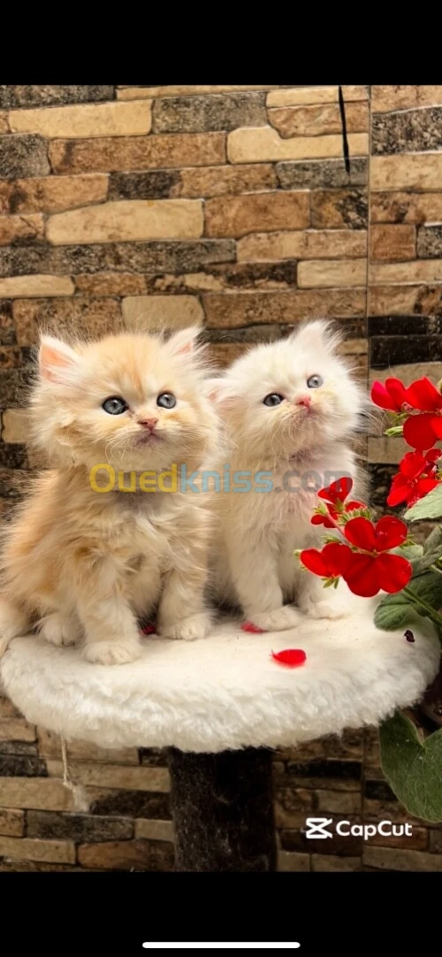 Chats persan picky face 