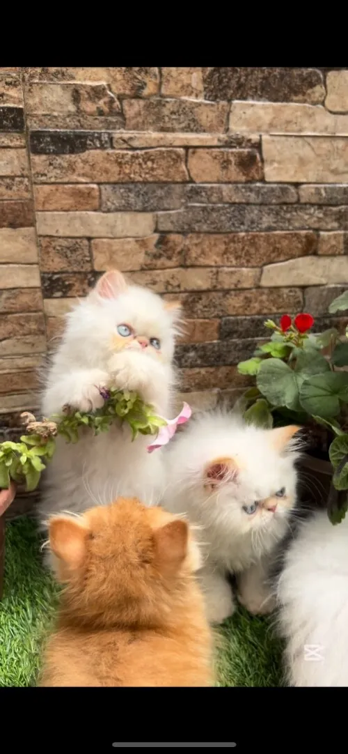 Chats persan red point picky face