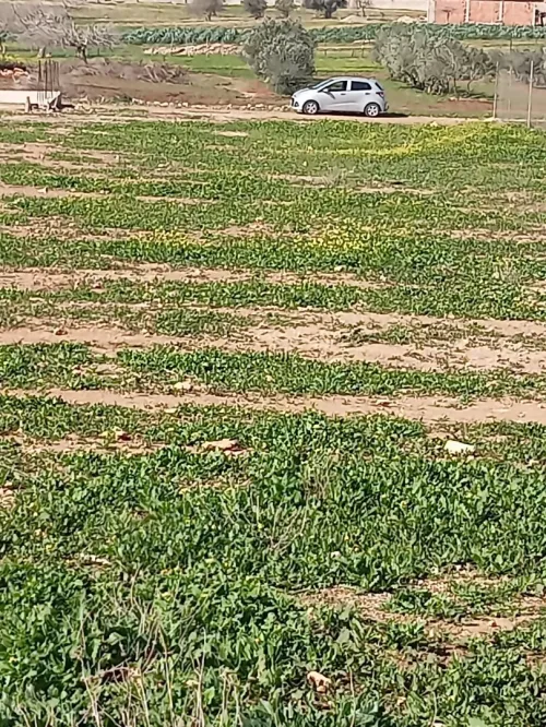 Vente Terrain Mostaganem Stidia
