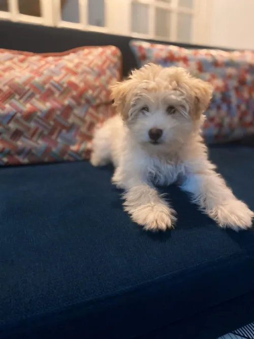 Bichon maltais blanc. 