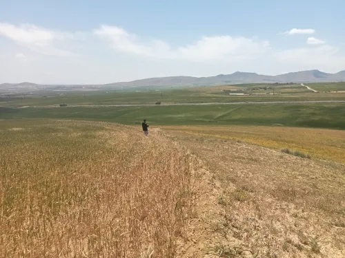 Vente Terrain Agricole Mila El mechira