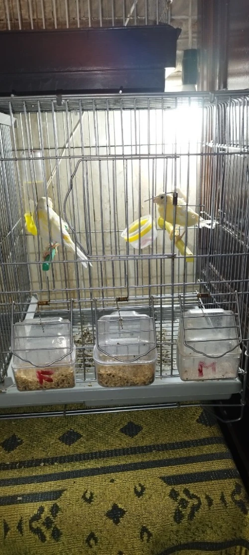 Canaris