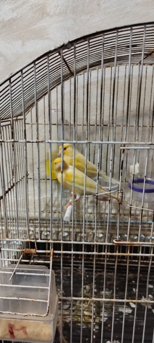 Canaris ordinaires