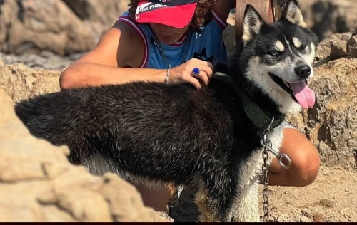 Husky sibérien avec ces papiers européens