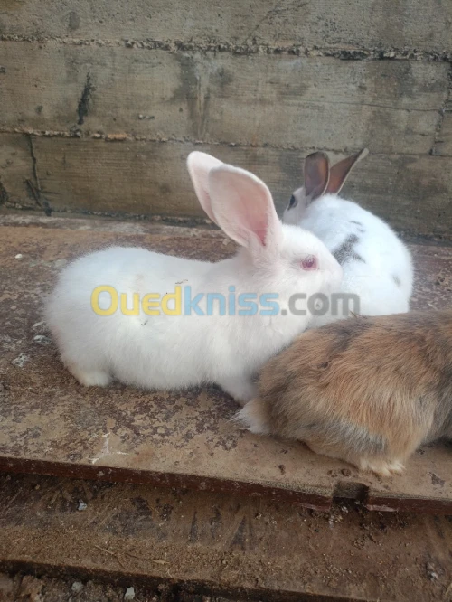 أرانب LAPINS 
