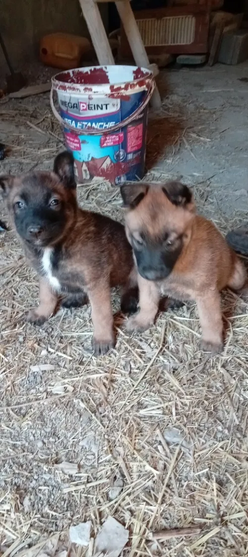 Vend femelle malinois