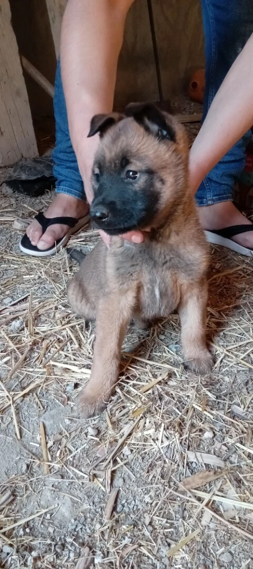 Vend femelle malinois