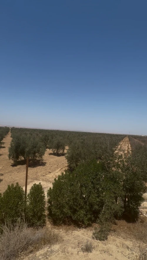 Vente Terrain Agricole Mascara Sig