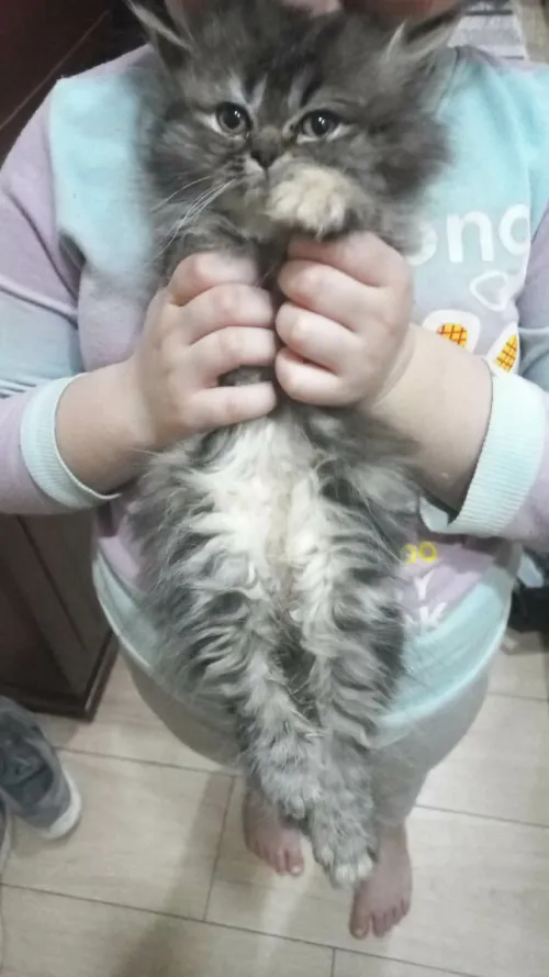Staouali