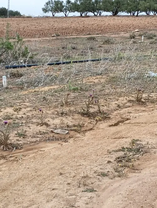 Vente Terrain Bouira Oued el berdi