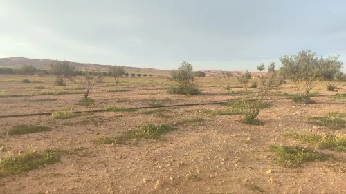 Vente Terrain Agricole Mascara Ain fras
