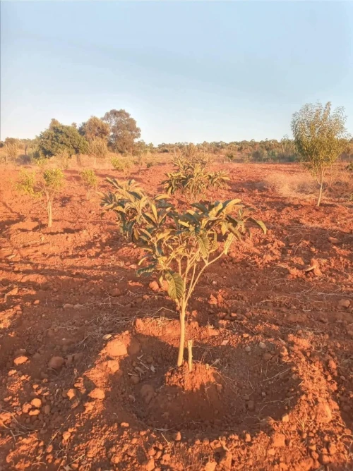 Vente Terrain Mostaganem Sidi lakhdaara