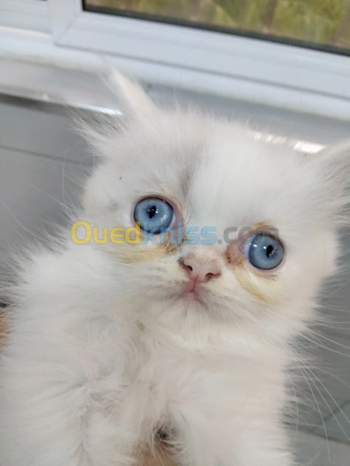 Chat persan 